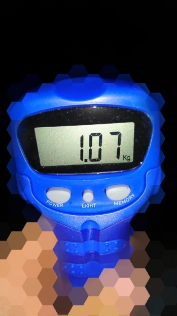 エギング釣行 その39